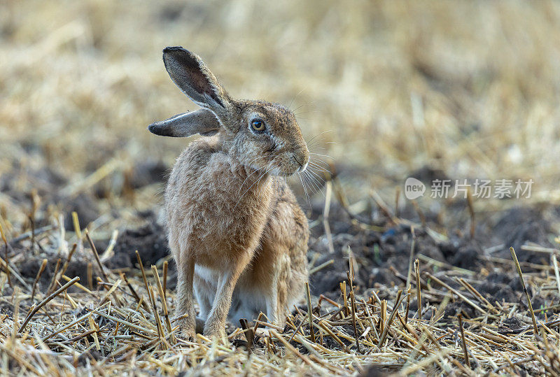 欧洲野兔(Lepus europaeus)